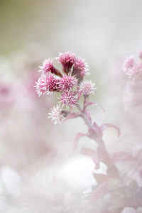 Flowers of the common butterbur (Petasites hybridus) Flowers of the common butterbur (Petasites hybridus)